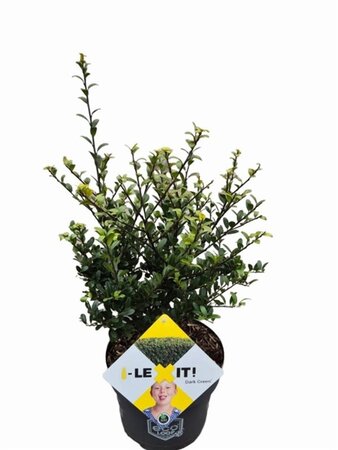 Ilex crenata Dark Green 30-40 cm cont. 3,0L - afbeelding 4