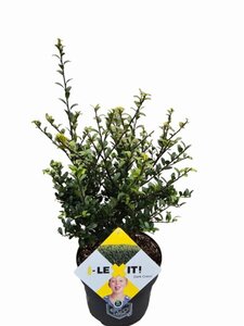 Ilex crenata Dark Green 30-40 cm cont. 3,0L - afbeelding 4