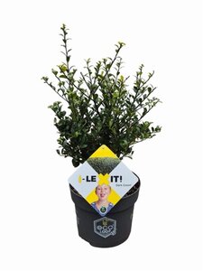 Ilex crenata Dark Green 30-40 cm cont. 3,0L - afbeelding 5