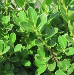 Ilex crenata 'Green Hedge' 30-40 cm cont. 3,0L - afbeelding 2