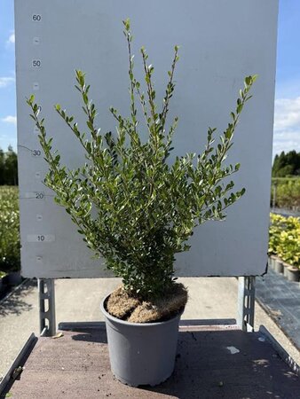Ilex crenata 25-30 cm cont. 2,0L - afbeelding 1