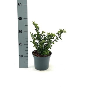 Ilex crenata 25-30 cm cont. 2,0L - afbeelding 2