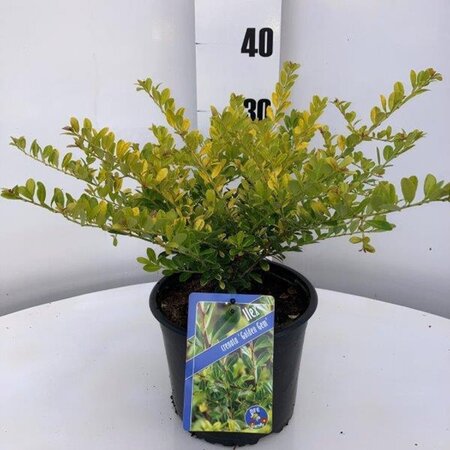 Ilex crenata 'Golden Gem' 20-25 cm cont. 3,0L