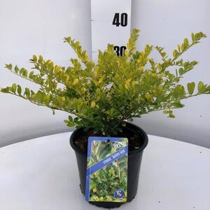 Ilex crenata 'Golden Gem' 20-25 cm cont. 3,0L