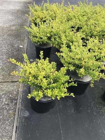 Ilex crenata 'Golden Gem' 25-30 cm cont. 3,0L - afbeelding 1
