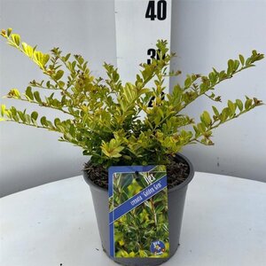 Ilex crenata 'Golden Gem' 25-30 cm cont. 3,0L - afbeelding 2