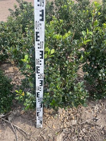 Ilex meserv. 'Blue Princess' (vrouw=bes) 60-80 cm met kluit - afbeelding 4