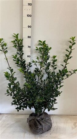 Ilex meserv. 'Blue Princess' (vrouw=bes) 60-80 cm met kluit - afbeelding 4