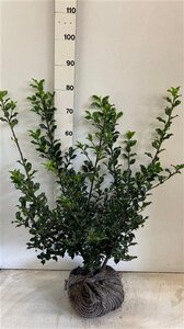 Ilex meserv. 'Blue Princess' (vrouw=bes) 60-80 cm met kluit - afbeelding 4