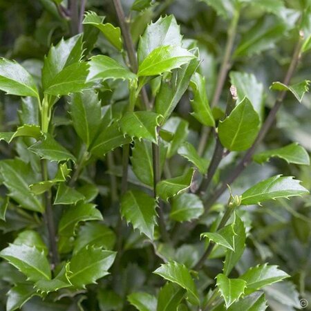 Ilex meserv. 'Heckenstar' (man= geen bes) 125-150 cm RB - image 5