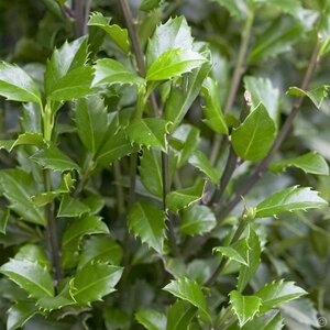 Ilex meserv. 'Heckenstar' (man= geen bes) 125-150 cm RB - image 5