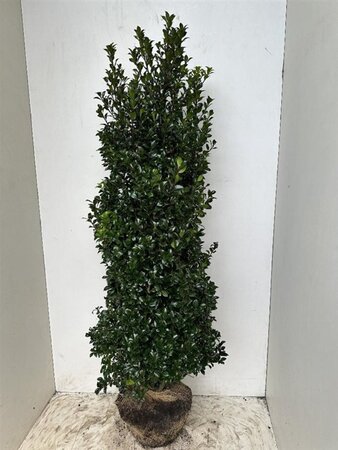 Ilex meserv. 'Heckenstar' (man= geen bes) 150-175 cm met kluit - afbeelding 3