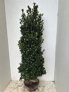 Ilex meserv. 'Heckenstar' (man= geen bes) 150-175 cm RB - image 3