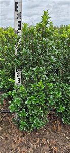 Ilex meserv. 'Heckenstar' (man= geen bes) 80-100 cm met kluit - afbeelding 8