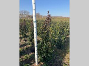 Ilex meserv. 'Heckenstar' (man= geen bes) 80-100 cm met kluit - afbeelding 4