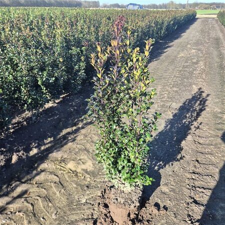 Ilex meserv. 'Heckenstar' (man= geen bes) 80-100 cm met kluit - afbeelding 6