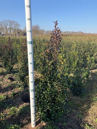 Ilex meserv. 'Heckenstar' (man= geen bes) 80-100 cm met kluit - afbeelding 7