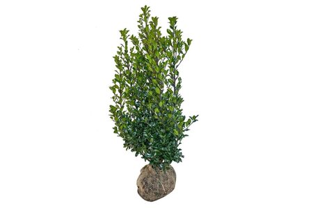 Ilex meserv. 'Heckenstar' (man= geen bes) 80-100 cm RB - image 5