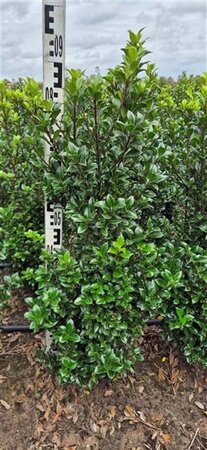 Ilex meserv. 'Heckenstar' (man= geen bes) 80-100 cm RB - image 8
