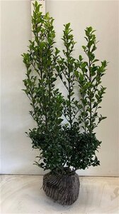 Ilex meserv. 'Heckenstar' (man= geen bes) 80-100 cm RB - image 6