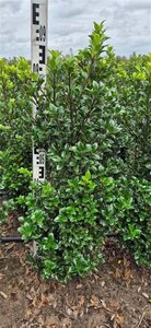 Ilex meserv. 'Heckenstar' (man= geen bes) 80-100 cm RB - image 4