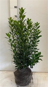 Ilex meserv. 'Heckenpracht' (man= geen bes) 60-80 cm met kluit - afbeelding 3