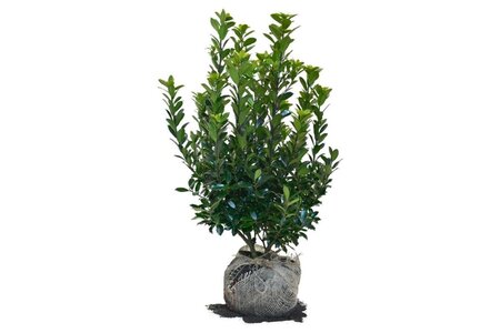 Ilex meserv. 'Heckenpracht' (man= geen bes) 60-80 cm met kluit - afbeelding 4