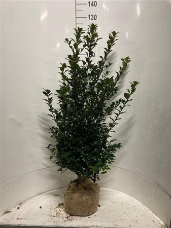 Ilex meserv. Blue Maid (vrouw=bes) 100-125 cm met kluit - afbeelding 1