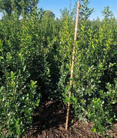 Ilex meserv. Blue Maid (vrouw=bes) 100-125 cm met kluit - afbeelding 3