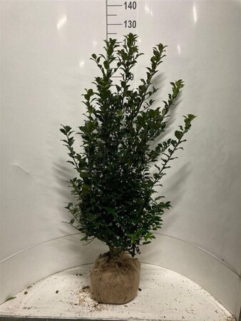 Ilex meserv. Blue Maid (vrouw=bes) 100-125 cm RB - image 2