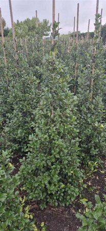Ilex meserv. Blue Maid (vrouw=bes) 125-150 cm met kluit - afbeelding 4
