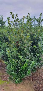 Ilex meserv. Blue Maid (vrouw=bes) 125-150 cm met kluit - afbeelding 5