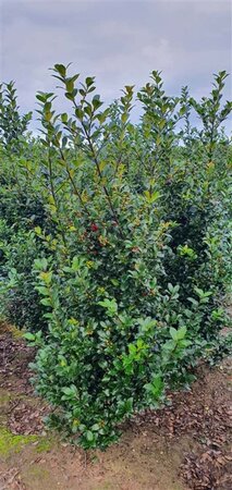 Ilex meserv. Blue Maid (vrouw=bes) 125-150 cm met kluit - afbeelding 4