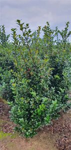 Ilex meserv. Blue Maid (vrouw=bes) 125-150 cm met kluit - afbeelding 4