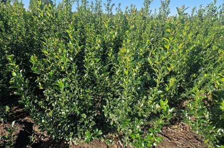 Ilex meserv. Blue Maid (vrouw=bes) 150-175 cm met kluit - afbeelding 2