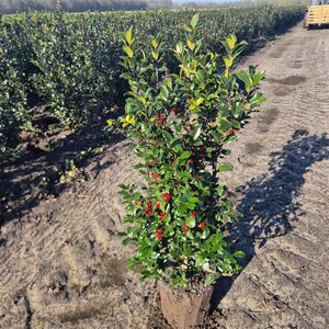 Ilex meserv. Blue Maid (vrouw=bes) 80-100 cm met kluit - afbeelding 4