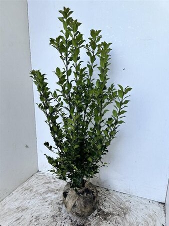Ilex meserv. Blue Maid (vrouw=bes) 80-100 cm met kluit - afbeelding 3