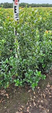 Ilex meserv. Blue Maid (vrouw=bes) 80-100 cm met kluit - afbeelding 2