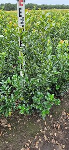 Ilex meserv. Blue Maid (vrouw=bes) 80-100 cm met kluit - afbeelding 2