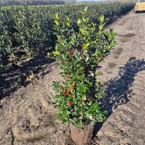 Ilex meserv. Blue Maid (vrouw=bes) 80-100 cm met kluit - afbeelding 3