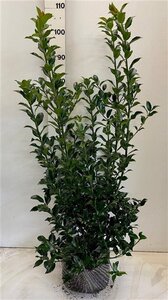 Ilex meserv. Blue Maid (vrouw=bes) 80-100 cm met kluit