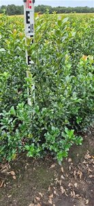 Ilex meserv. Blue Maid (vrouw=bes) 80-100 cm RB - image 4