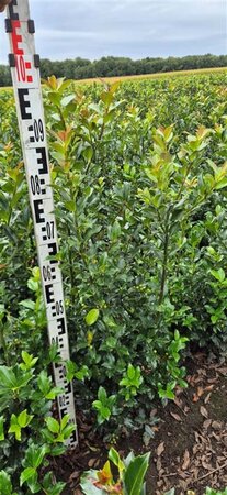 Ilex meserv. Blue Maid (vrouw=bes) 80-100 cm RB - image 3