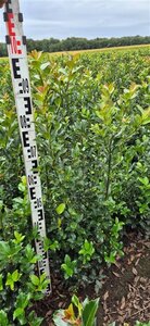 Ilex meserv. Blue Maid (vrouw=bes) 80-100 cm RB - image 3