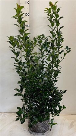 Ilex meserv. Blue Maid (vrouw=bes) 80-100 cm RB - image 1