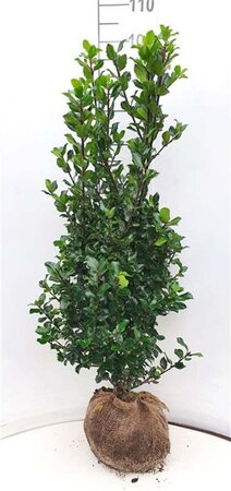 Ilex meserv. 'Blue Prince' (man=geen bes) 100-125 cm met kluit - afbeelding 8