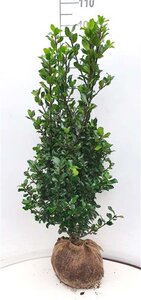 Ilex meserv. 'Blue Prince' (man=geen bes) 100-125 cm met kluit - afbeelding 8