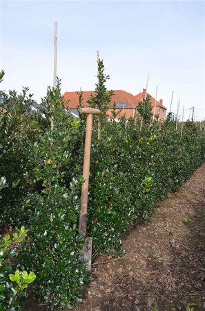 Ilex meserv. 'Blue Prince' (man=geen bes) 100-125 cm met kluit - afbeelding 3
