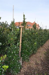 Ilex meserv. 'Blue Prince' (man=geen bes) 100-125 cm met kluit - afbeelding 3