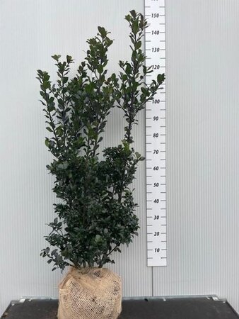 Ilex meserv. 'Blue Prince' (man=geen bes) 100-125 cm met kluit - afbeelding 6
